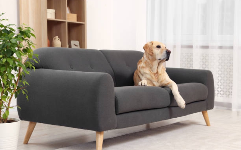 Best Couches for Dogs